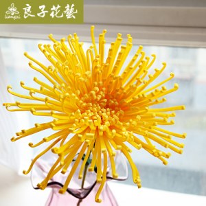 Хризантема, 12 см * 50 см